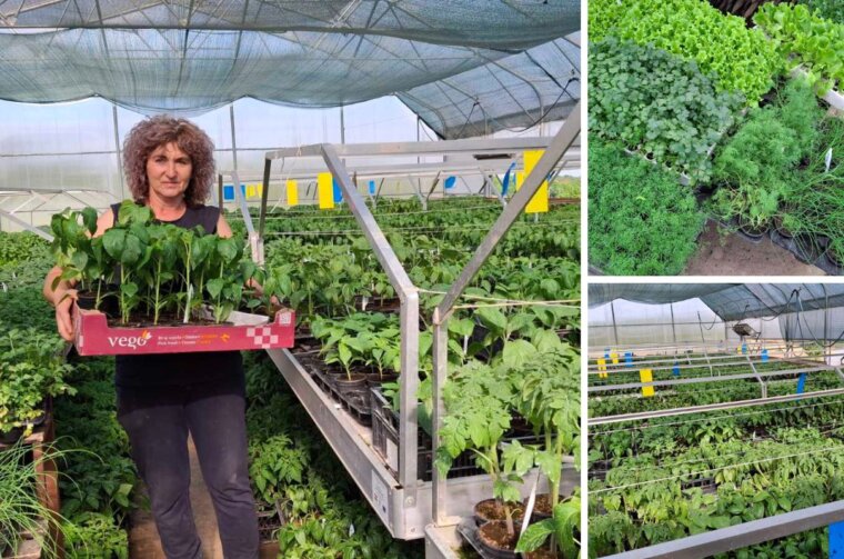 presadnice opg bistrović sonja