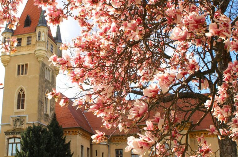 pribislavec naslovna