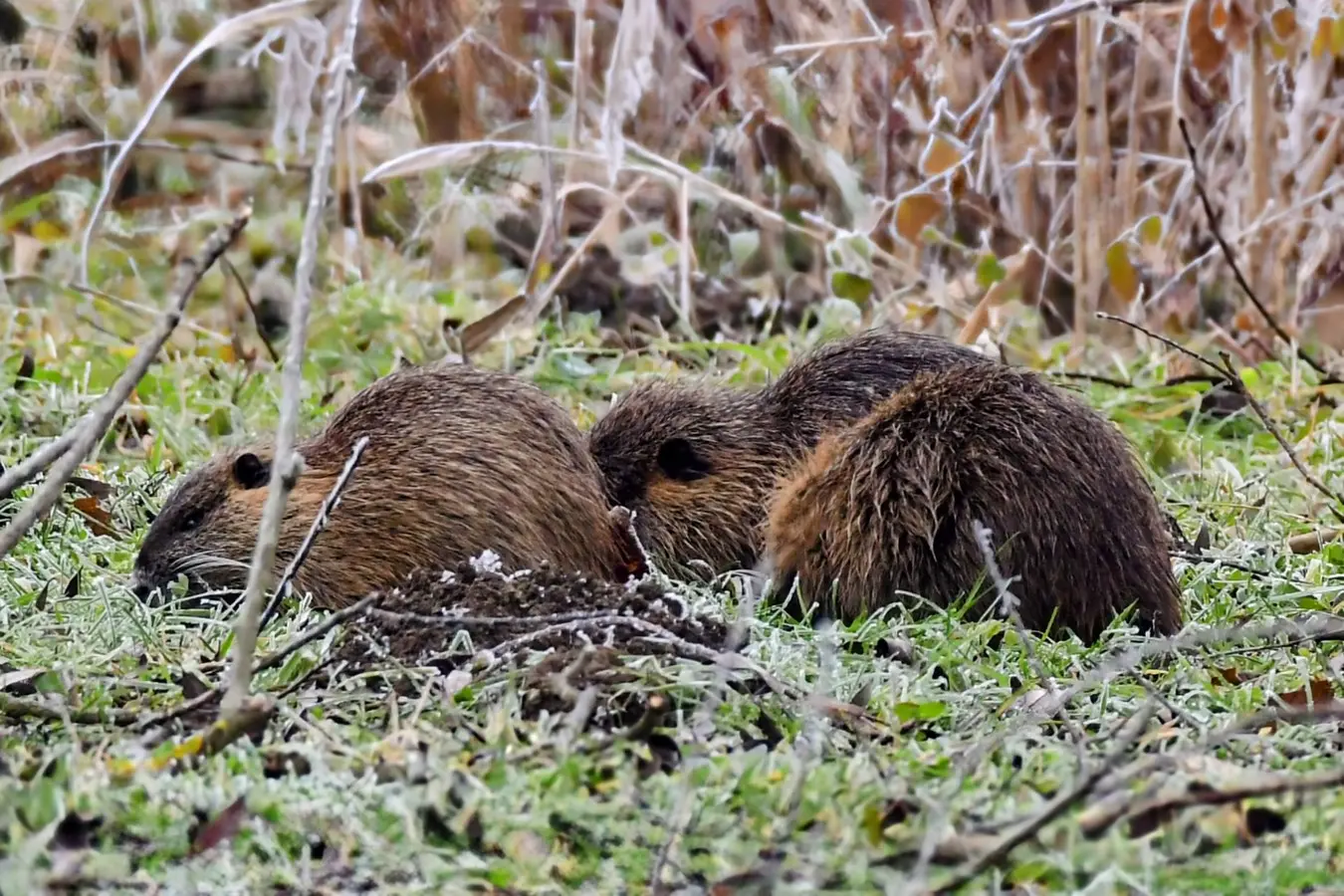 priroda danijel mikolaj (13) priroda danijel mikolaj (13)