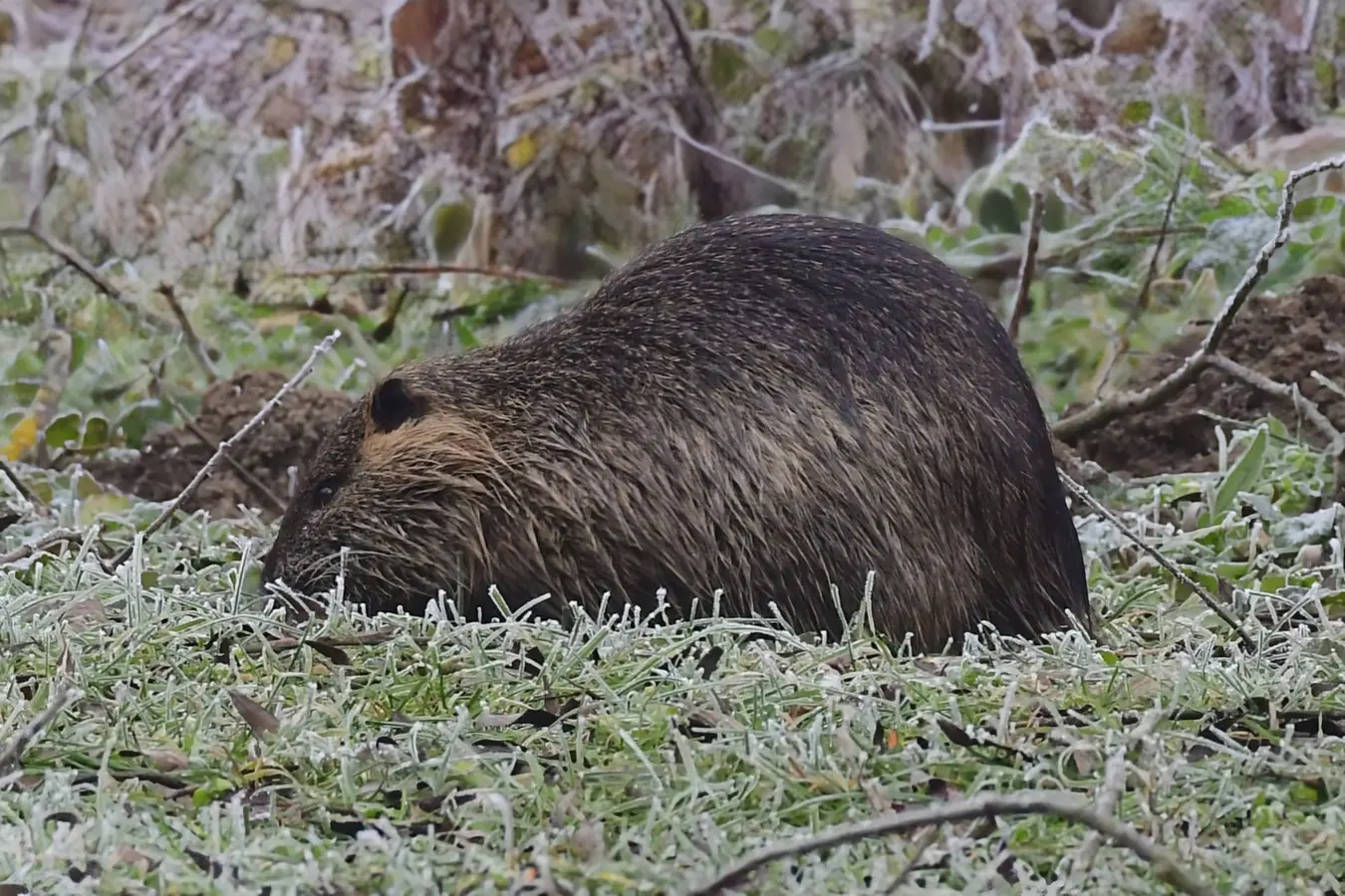 priroda danijel mikolaj (14) priroda danijel mikolaj (14)