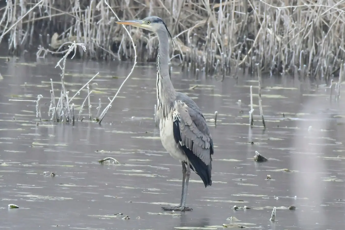 priroda danijel mikolaj (16) priroda danijel mikolaj (16)