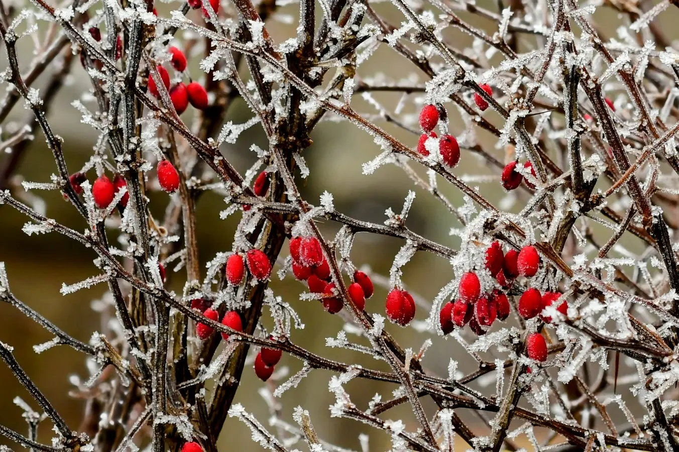 priroda danijel mikolaj (17) priroda danijel mikolaj (17)