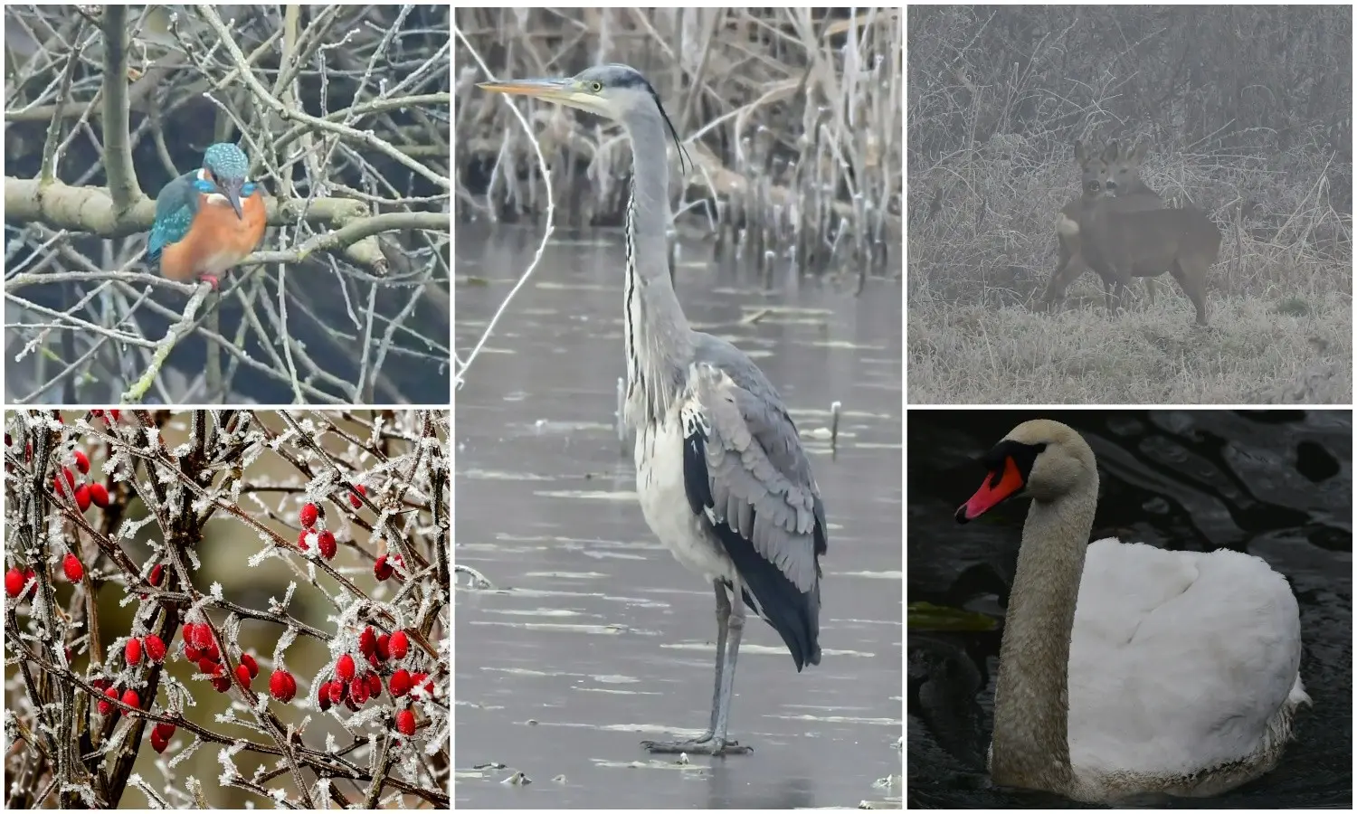 priroda danijel mikolaj (2) priroda danijel mikolaj (2)