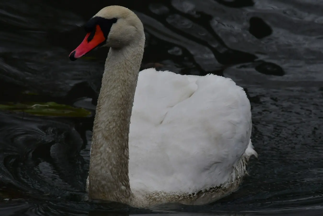 priroda danijel mikolaj (5) priroda danijel mikolaj (5)