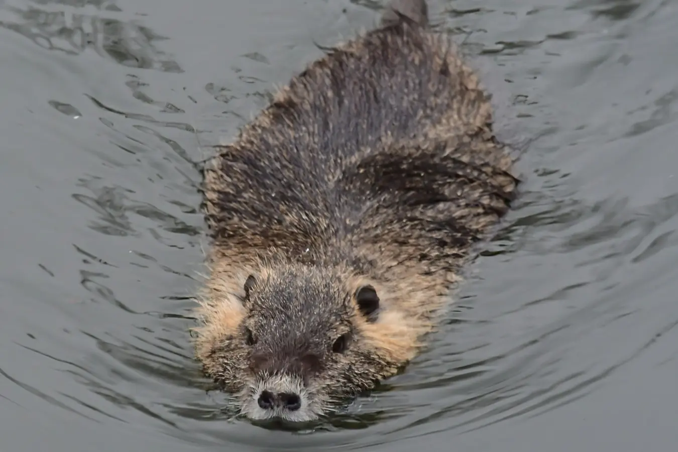 priroda danijel mikolaj (6) priroda danijel mikolaj (6)