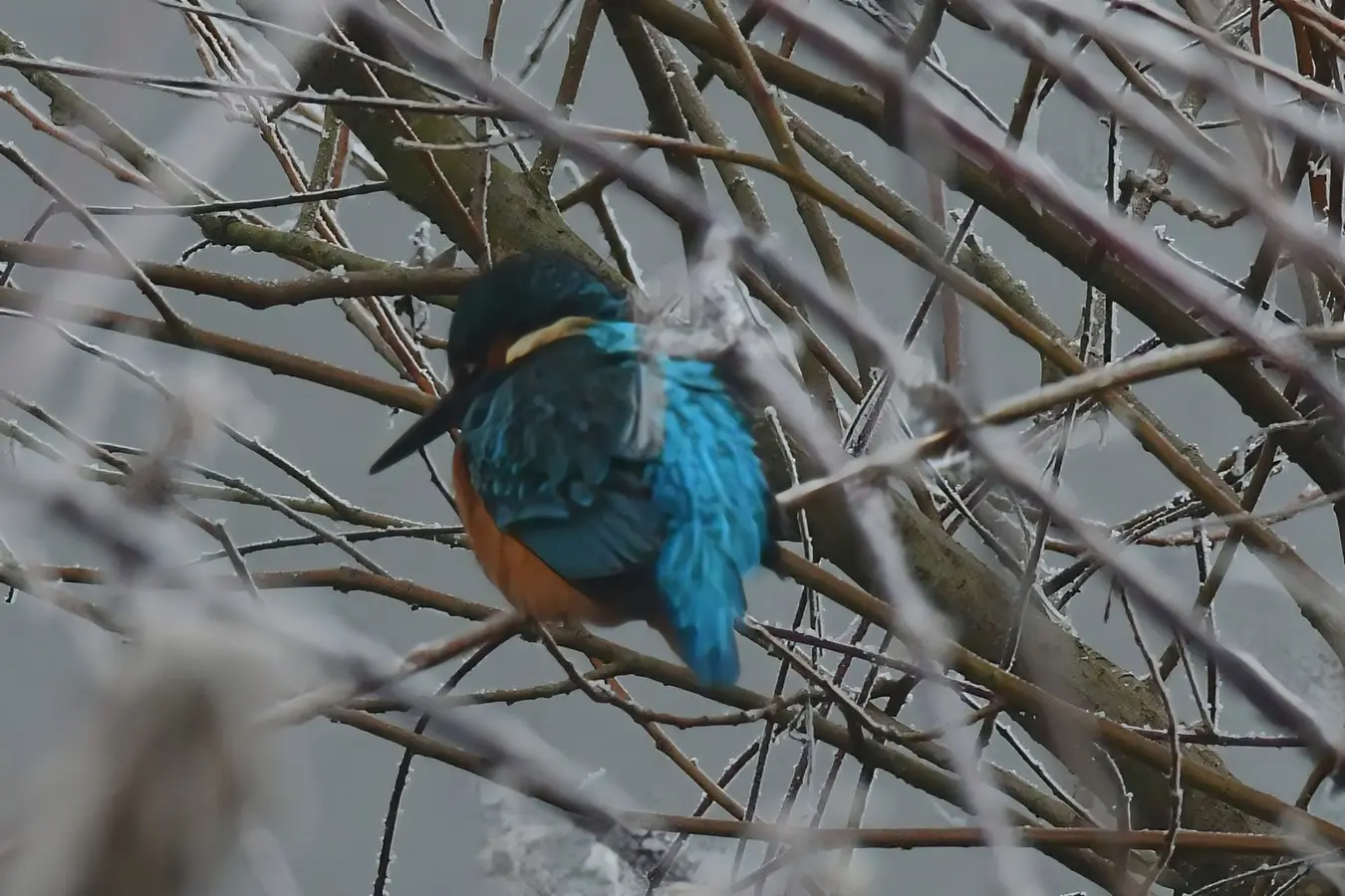 priroda danijel mikolaj (7) priroda danijel mikolaj (7)