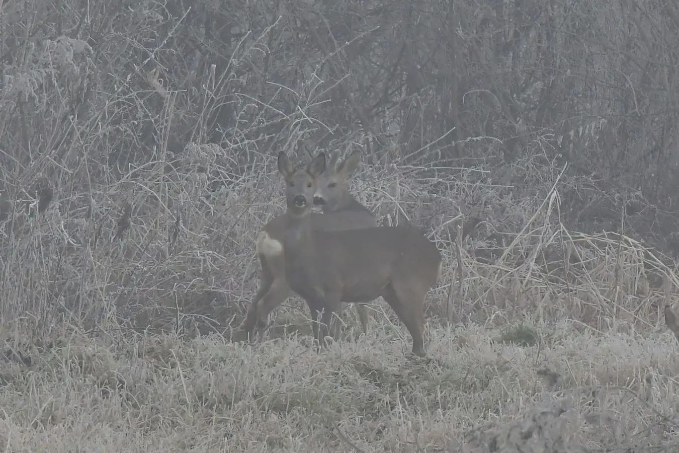 priroda danijel mikolaj (8) priroda danijel mikolaj (8)