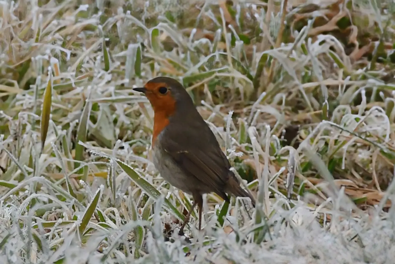 priroda danijel mikolaj (9) priroda danijel mikolaj (9)