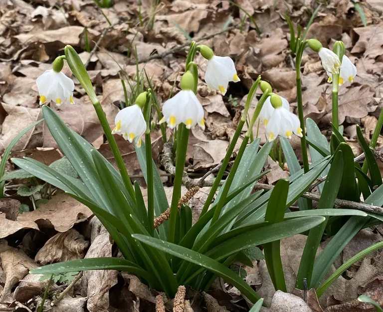 proljetni drijemovac (1) proljetni drijemovac (1)