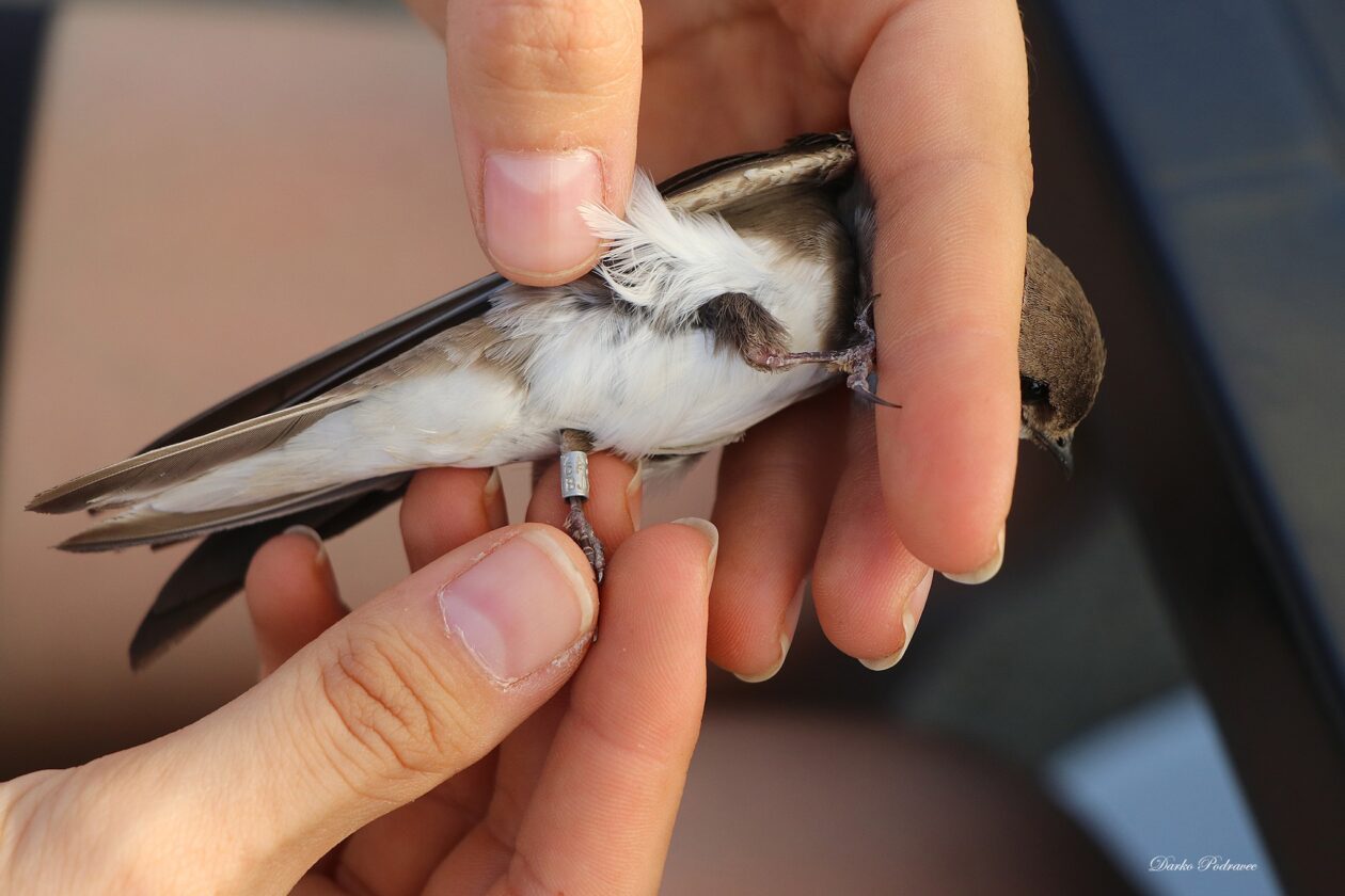 prstenovanje bregunica – foto Darko Podravec (2)