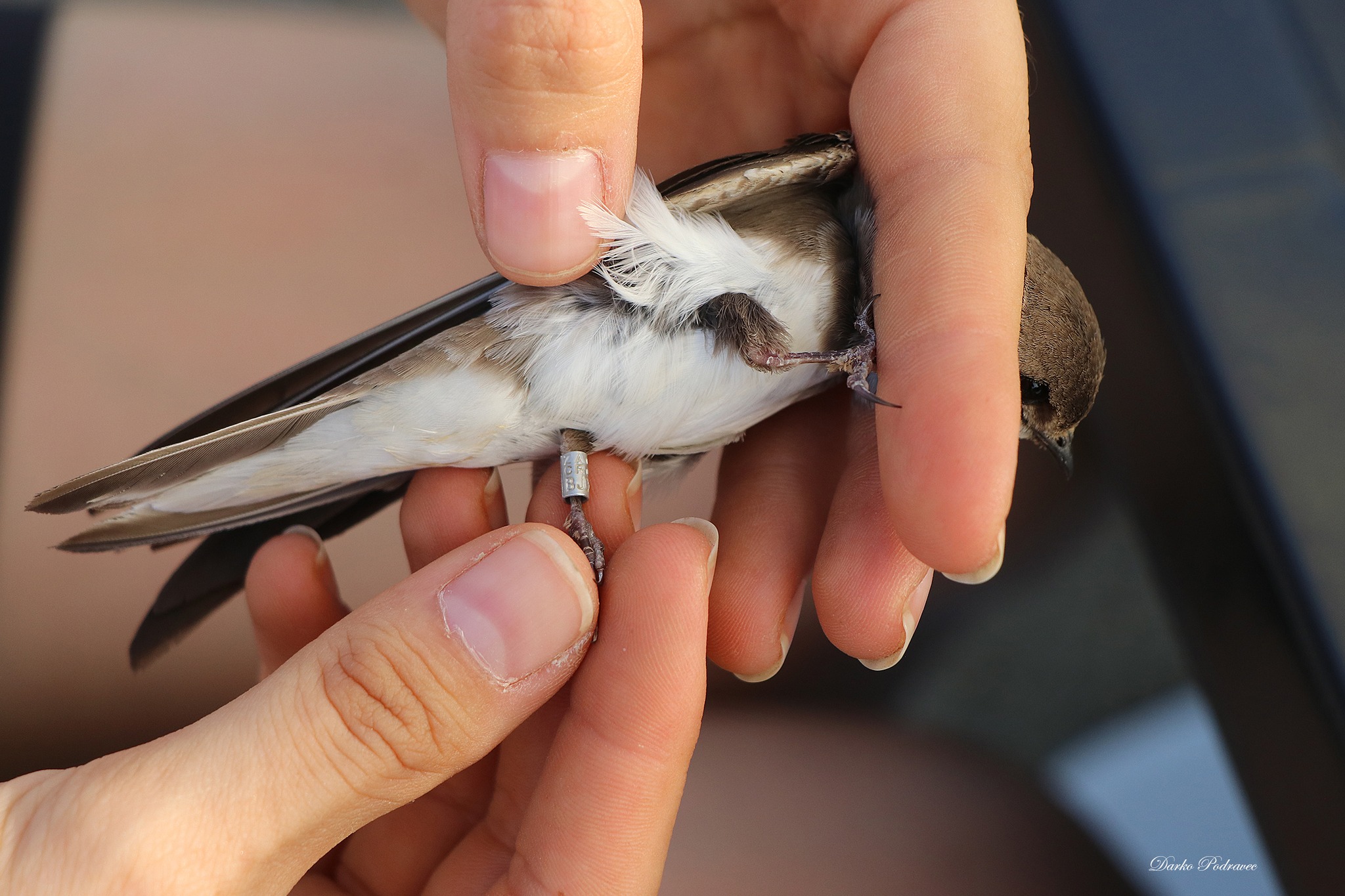 prstenovanje bregunica – foto Darko Podravec (2)