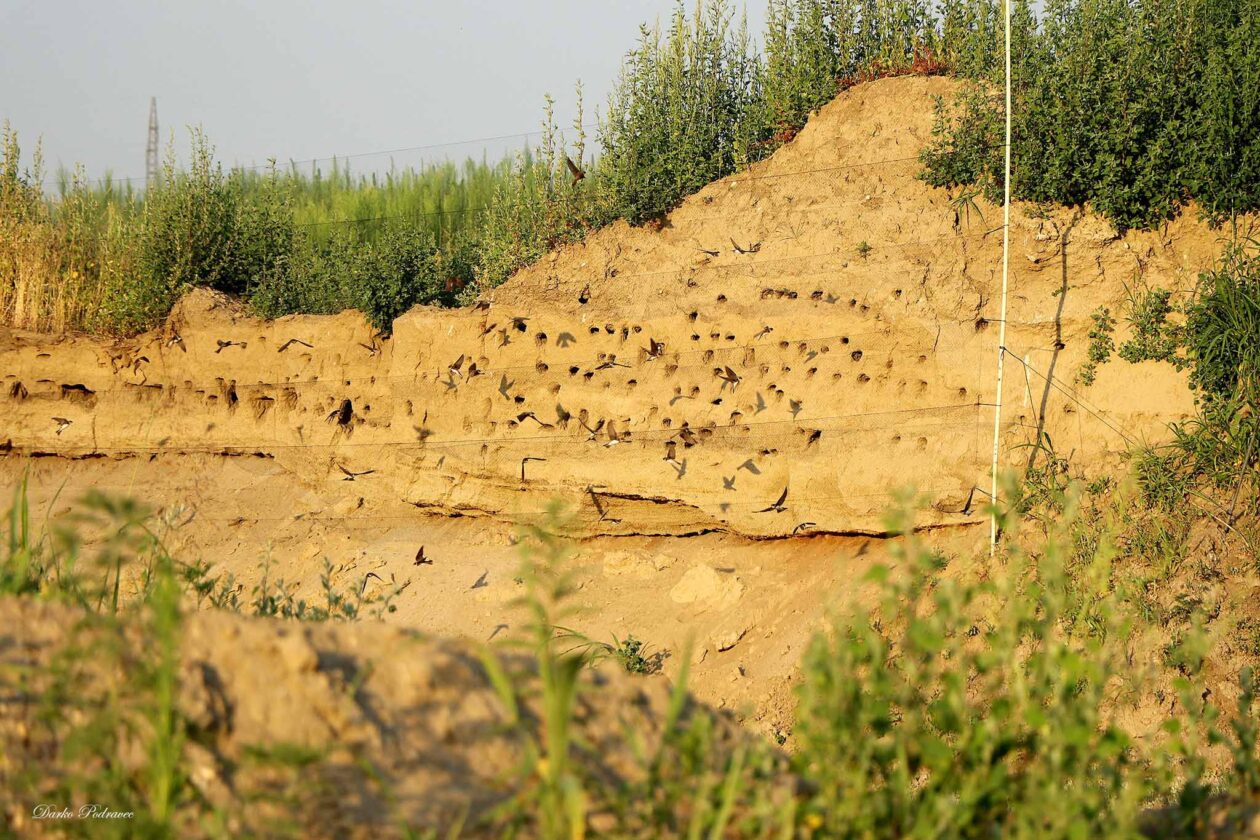 prstenovanje bregunica – foto Darko Podravec (3)