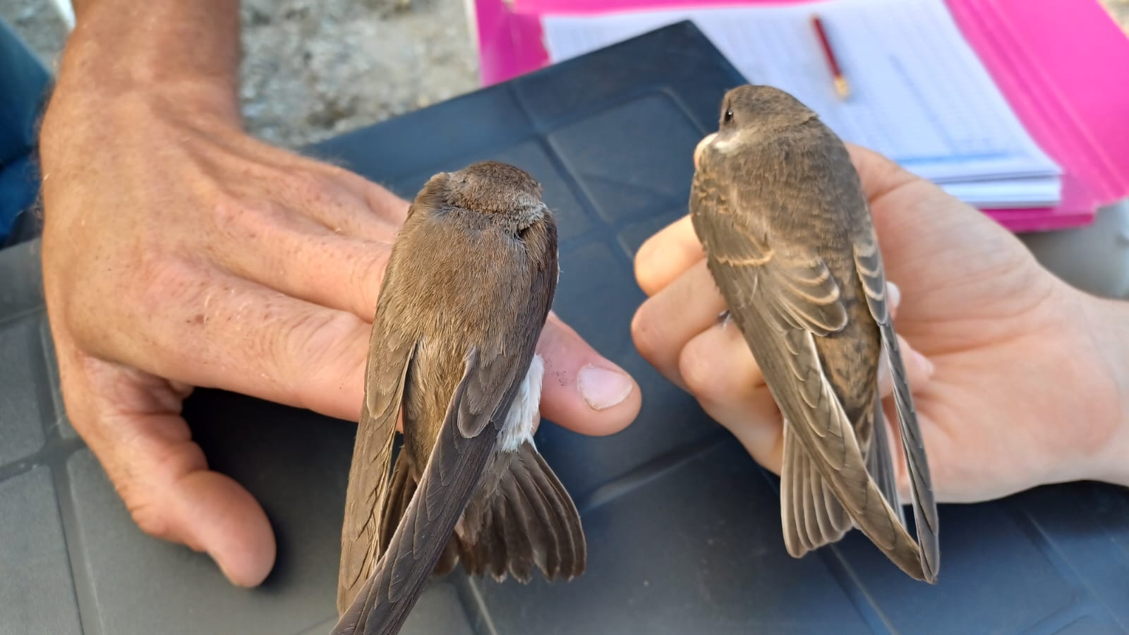 prstenovanje bregunica – foto Sandra Hodic (4)