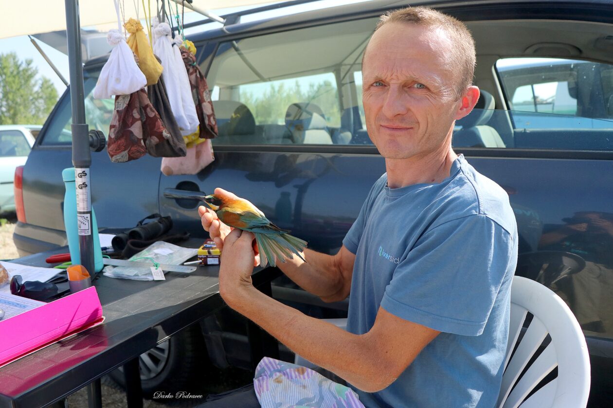 prstenovanje – pcelarica – foto Darko Podravec (4)