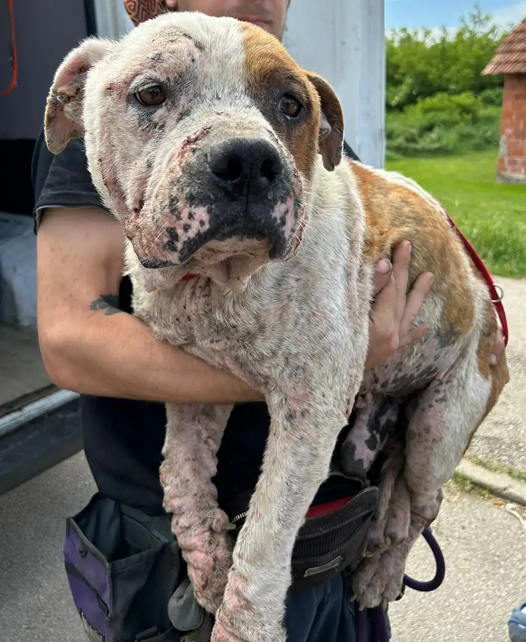 psi, azil, romska naselja (20)