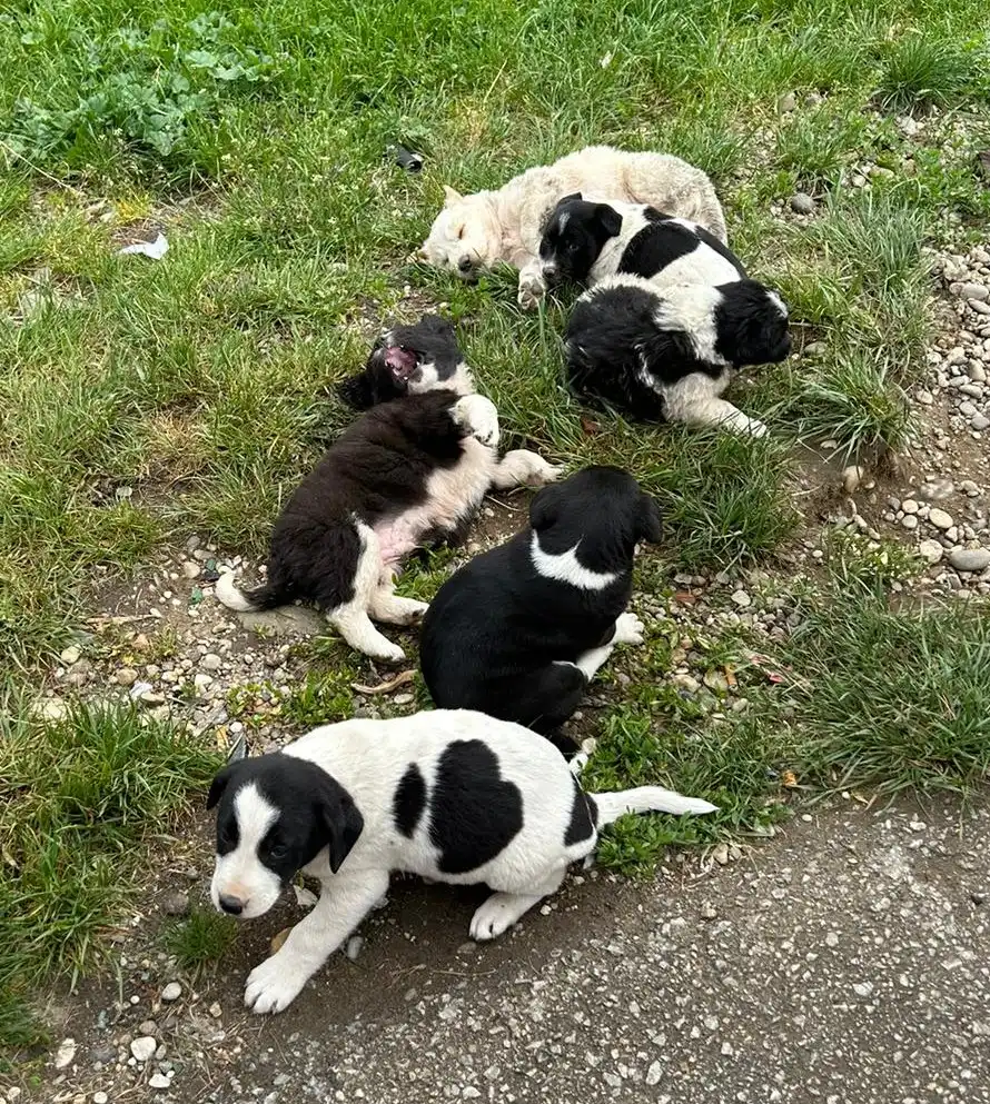 psi, azil, romska naselja (22)