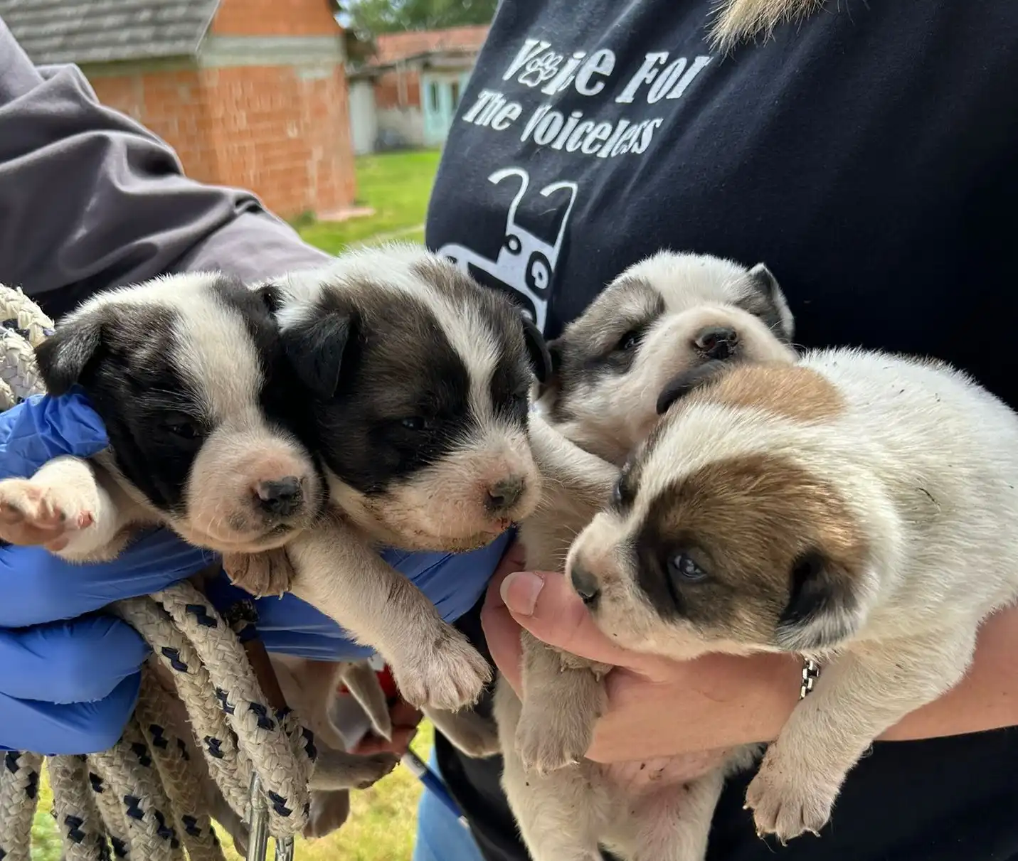 psi, azil, romska naselja (23)