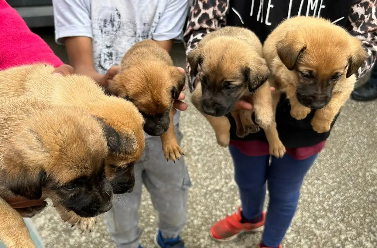 psi, azil, romska naselja (24)