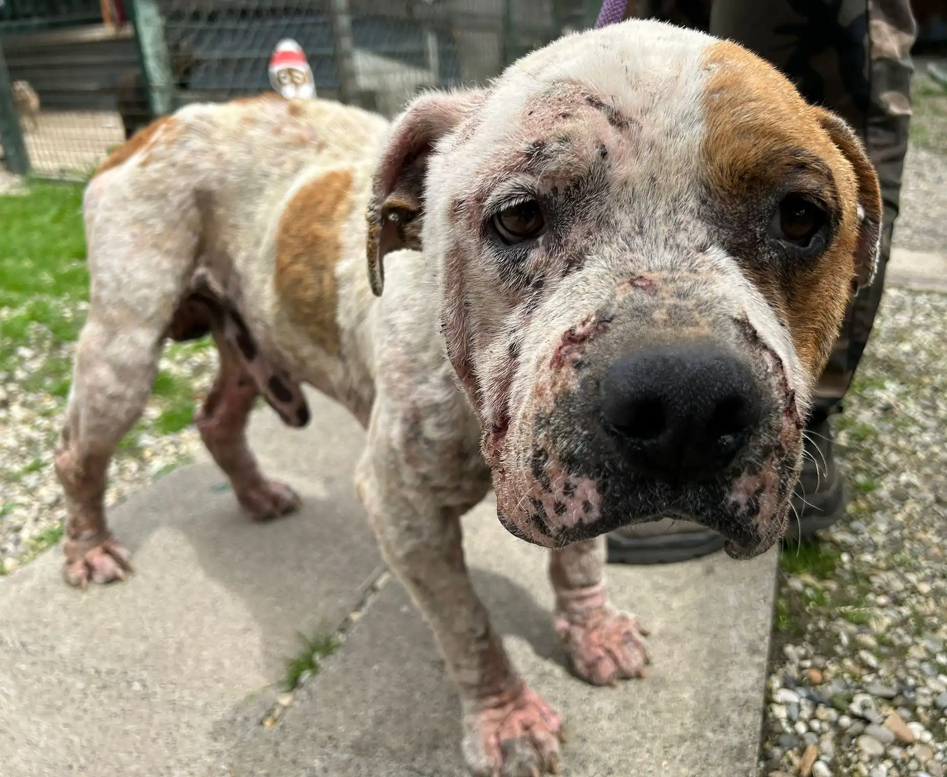 psi, azil, romska naselja (26)