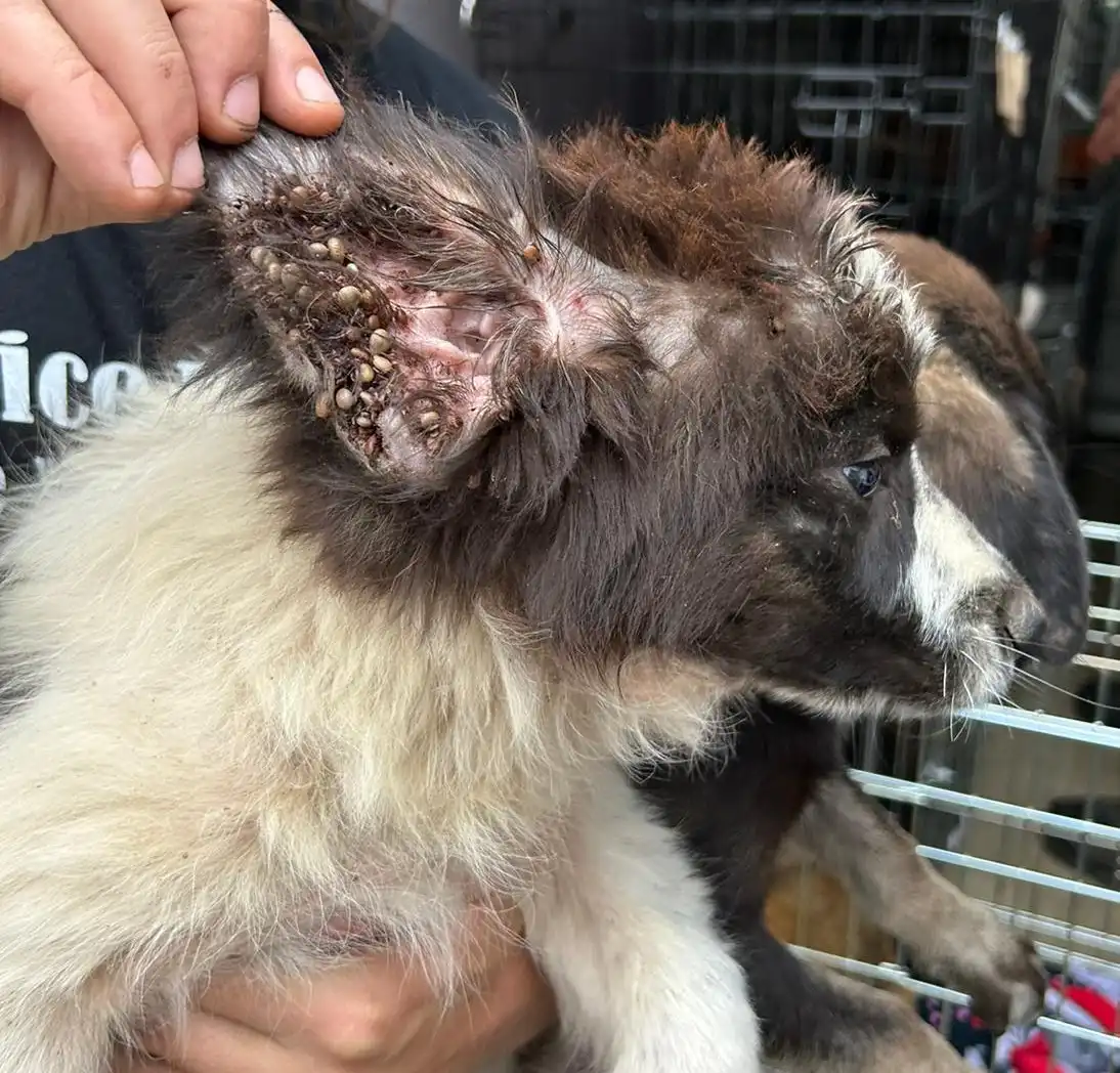 psi, azil, romska naselja (27)