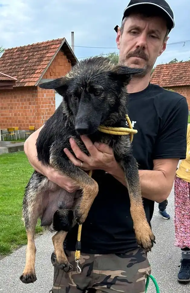 psi, azil, romska naselja (28)