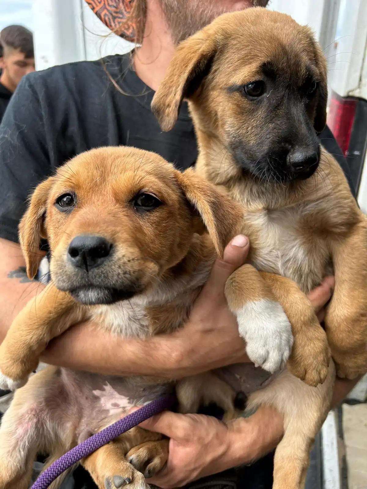 psi, azil, romska naselja (30)