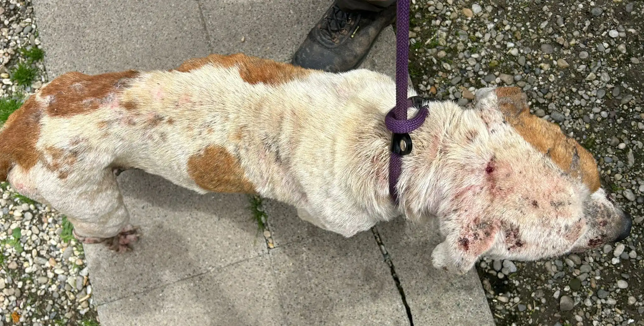 psi, azil, romska naselja (31)