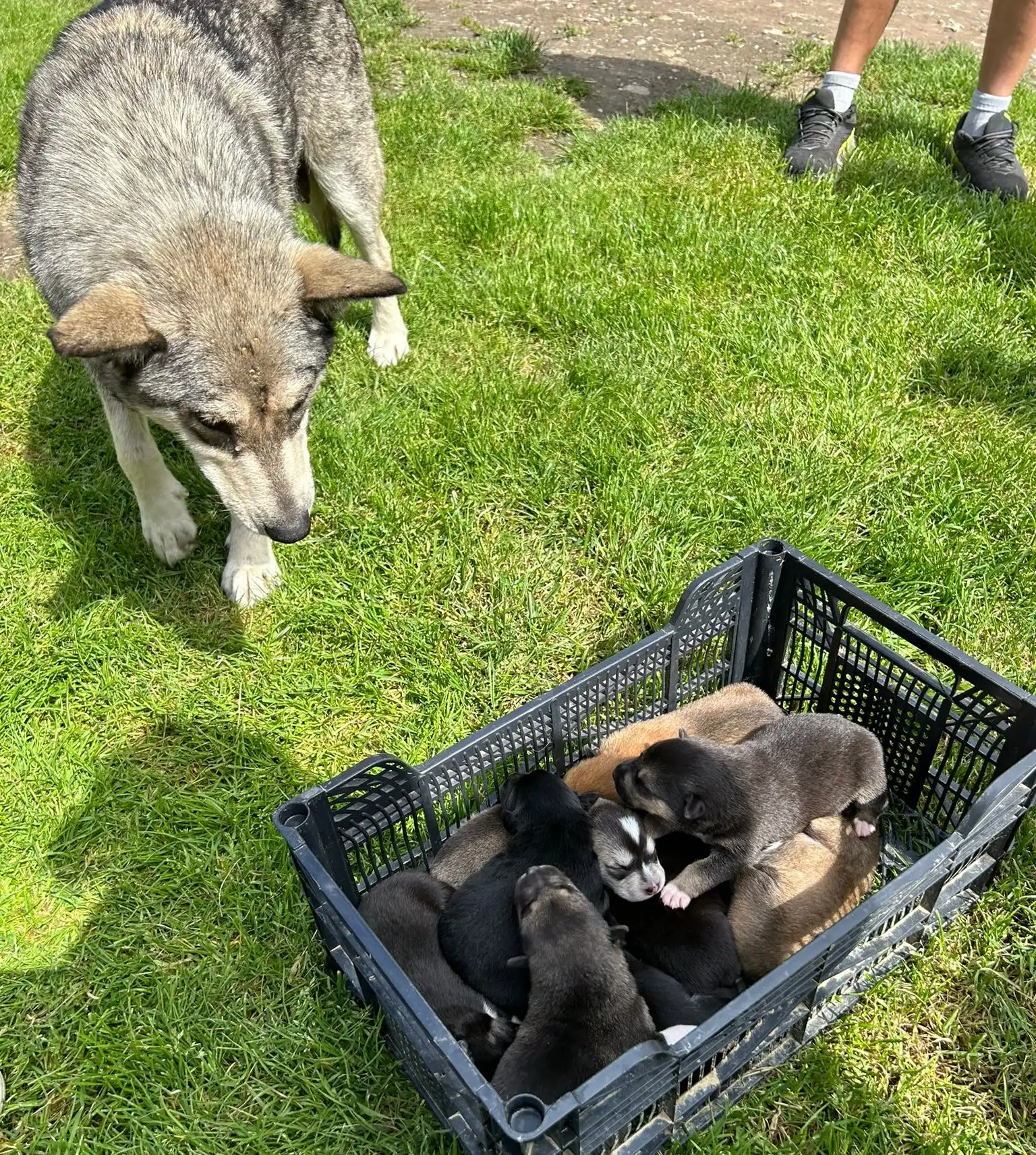 psi, azil, romska naselja (32)