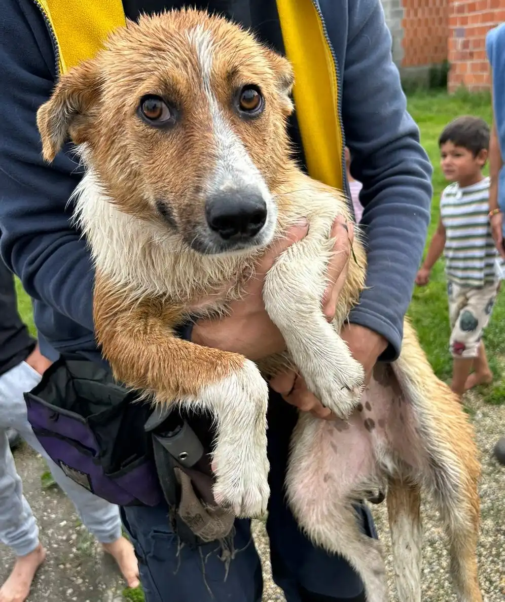 psi, azil, romska naselja (33)