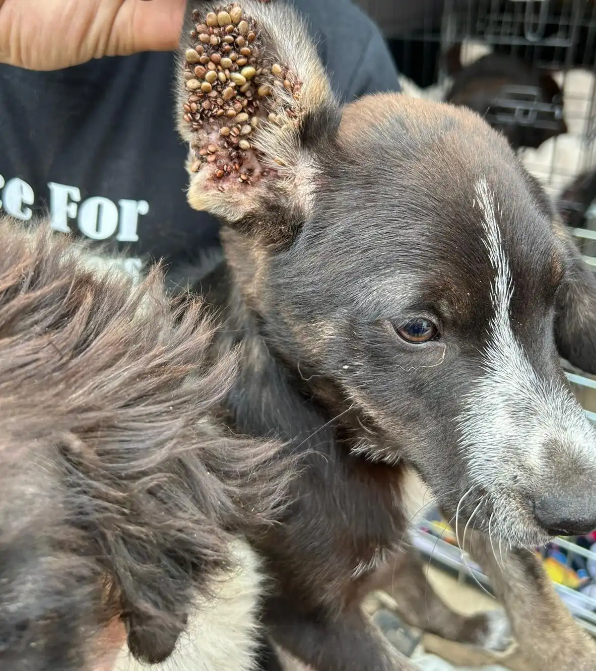 psi, azil, romska naselja (34)