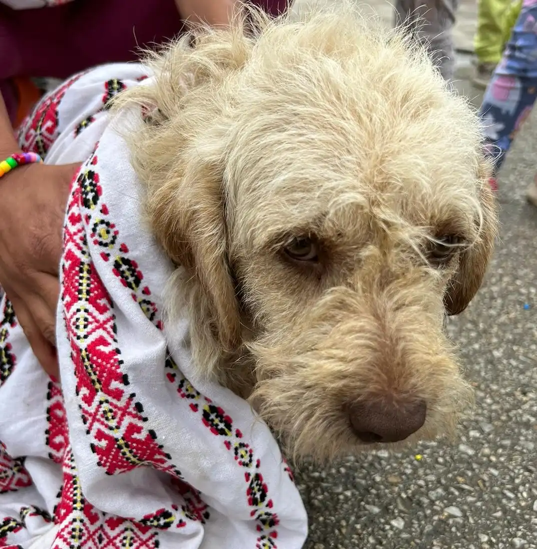 psi, azil, romska naselja (35)