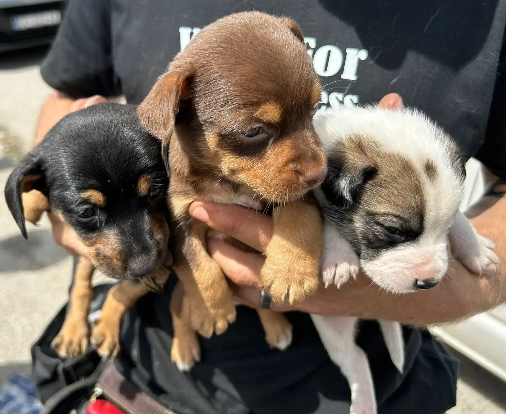 psi, azil, romska naselja (36)