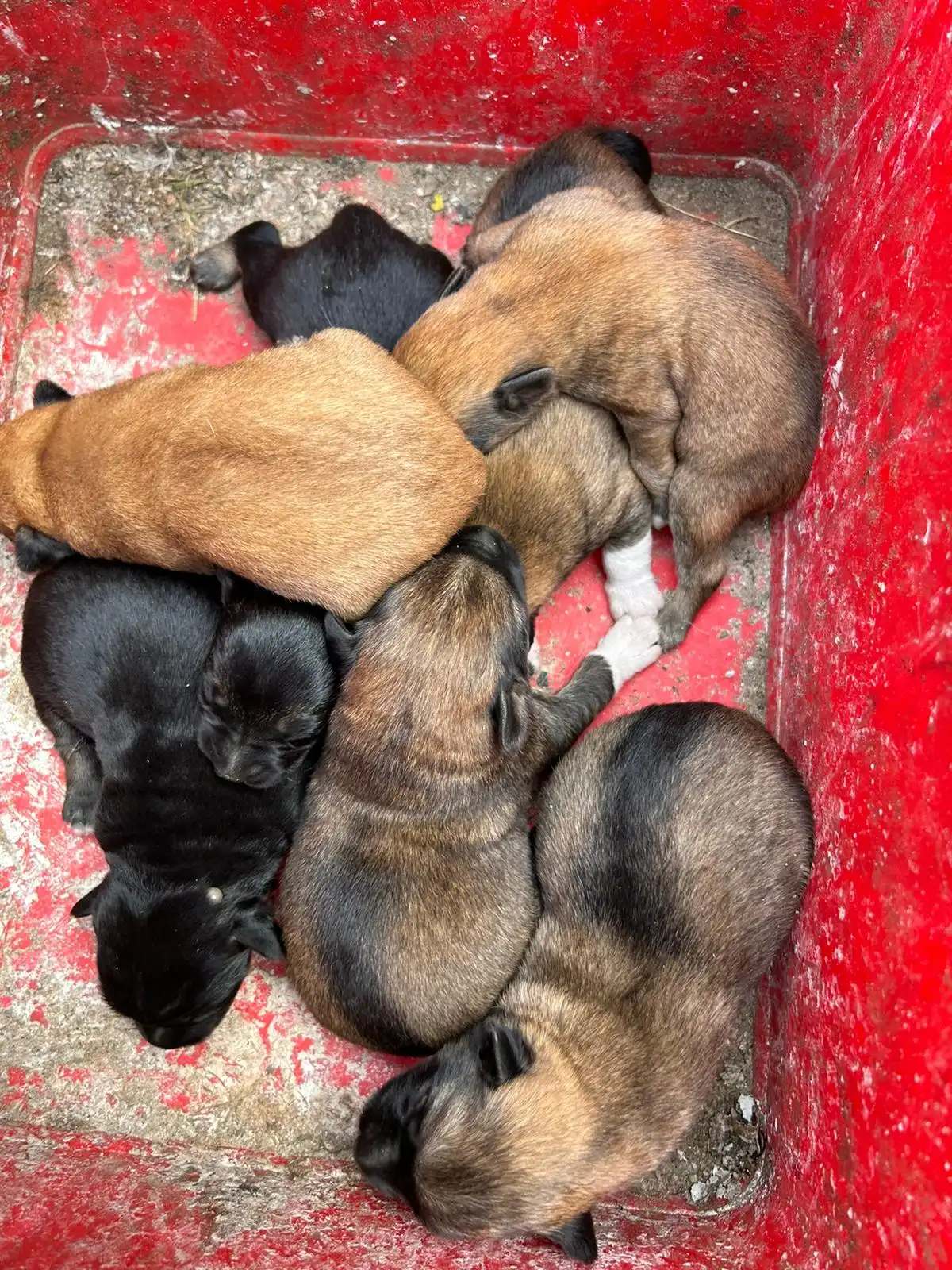 psi, azil, romska naselja (37)