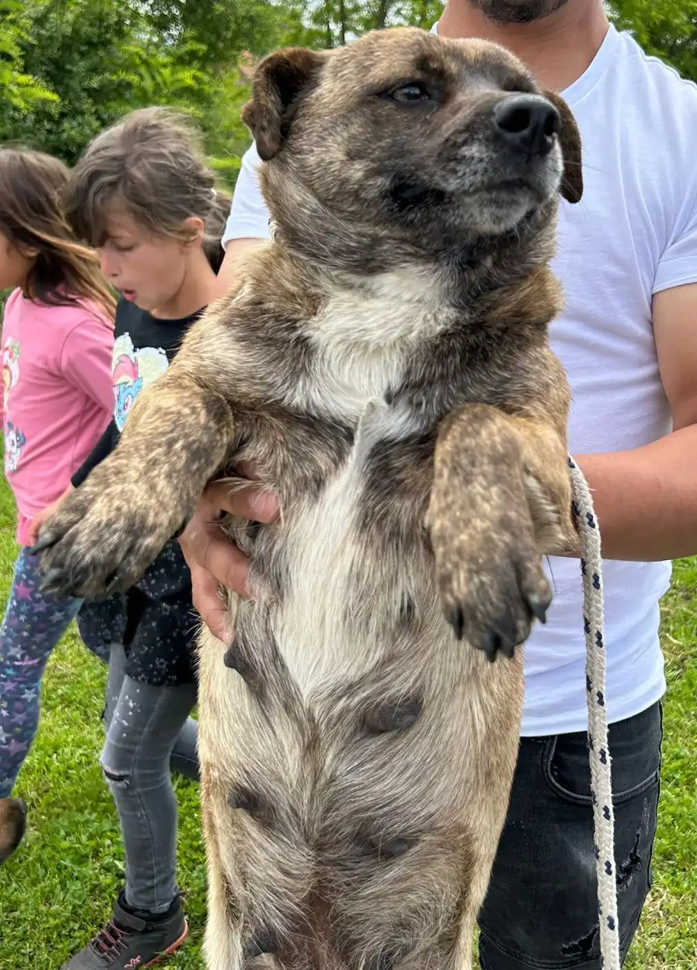 psi, azil, romska naselja (38)