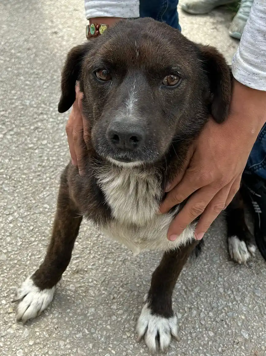 psi, azil, romska naselja (39)