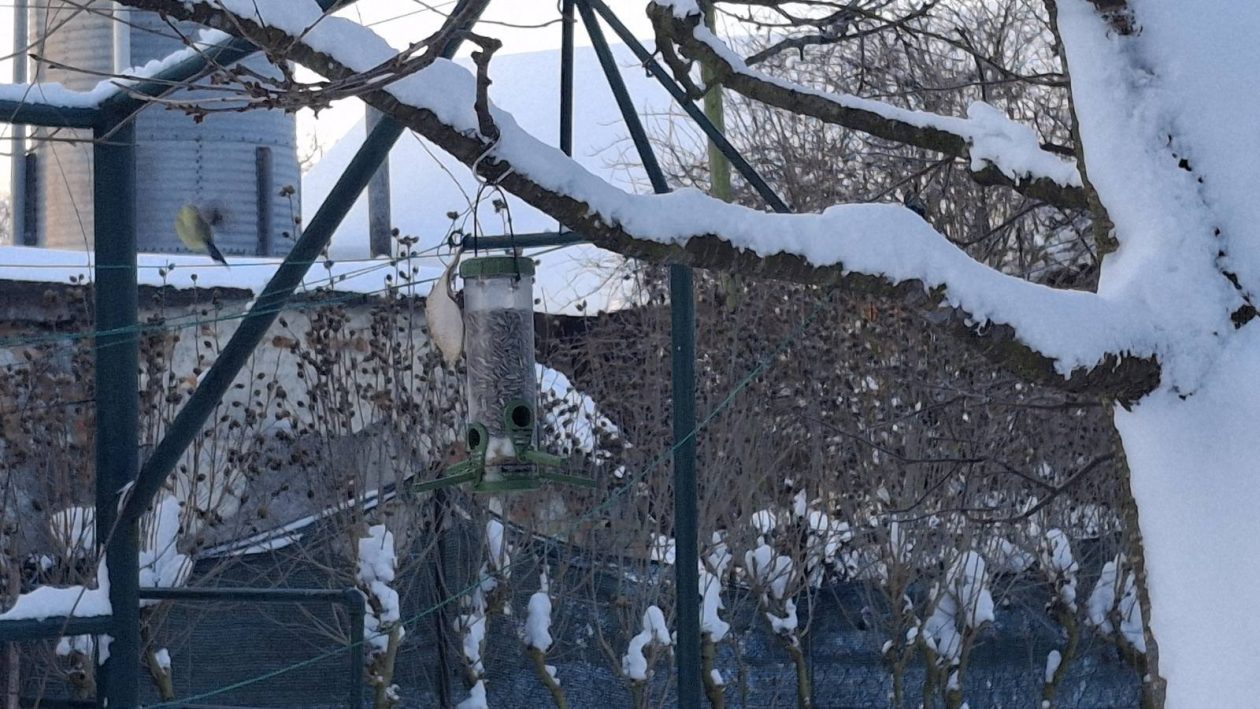 ptice zima (10) ptice zima (10)