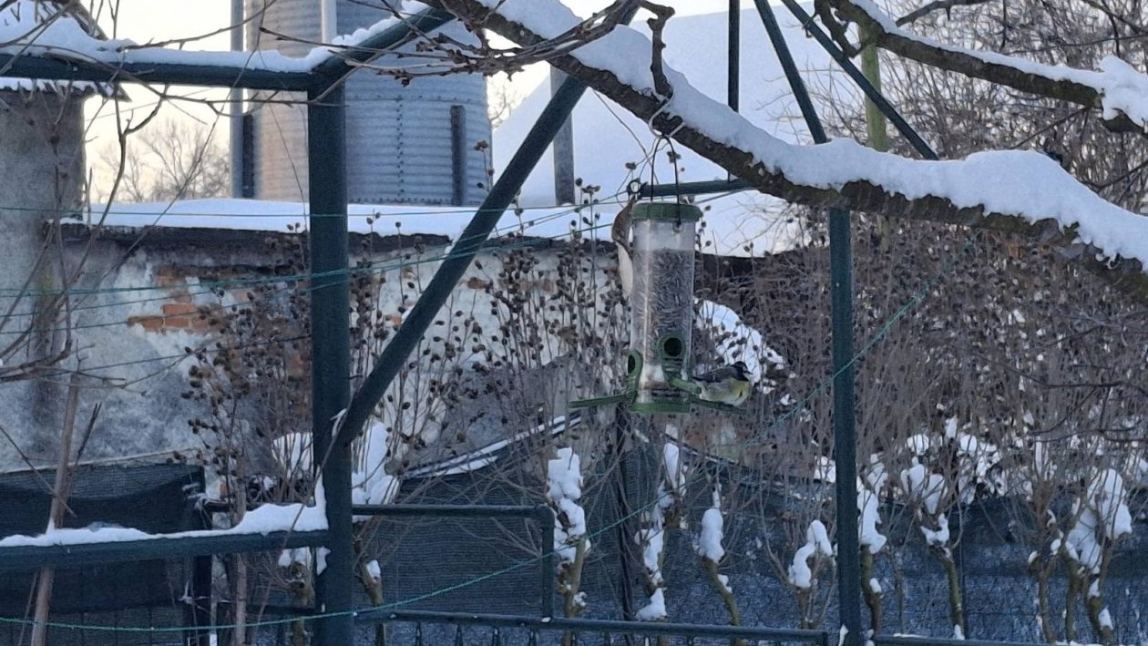 ptice zima (2) ptice zima (2)