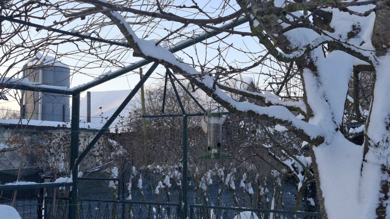 ptice zima (7) ptice zima (7)