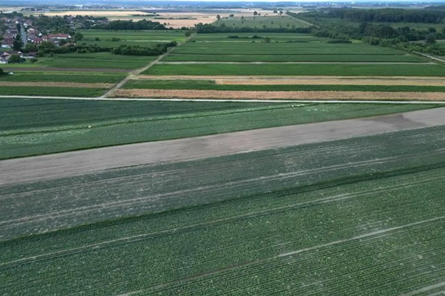 pu međimurska,nadzor,polja,krumpir (3) pu međimurska,nadzor,polja,krumpir (3)