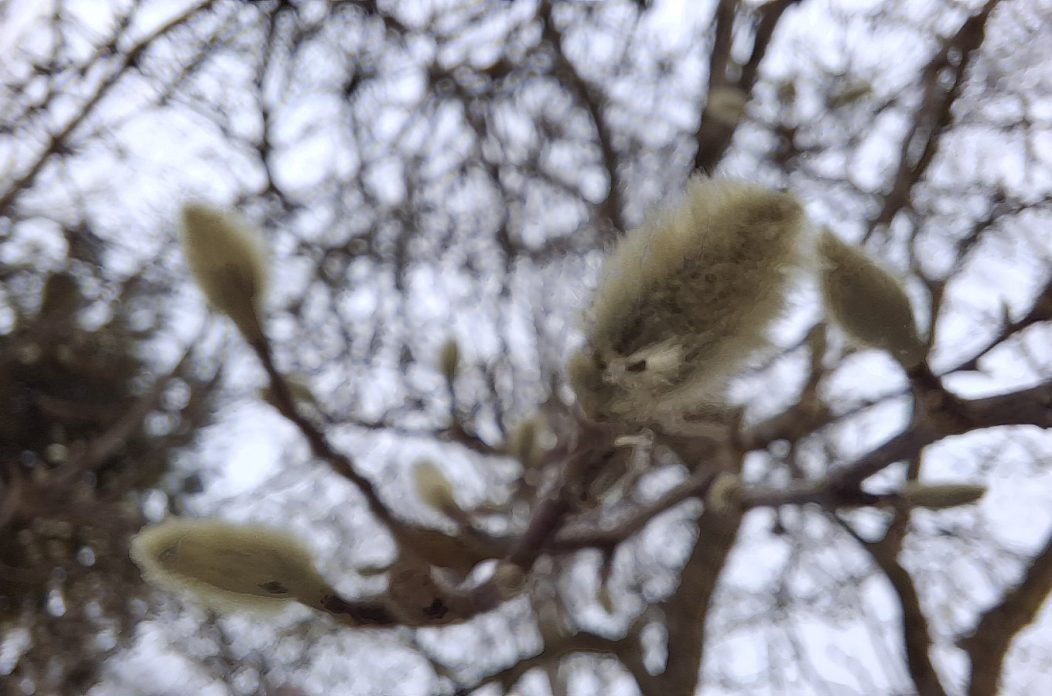 pupoljci, magnolija (2) pupoljci, magnolija (2)