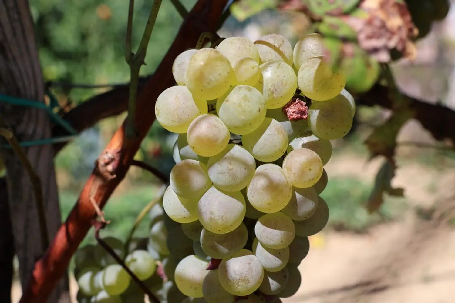 radio gorice za katružu 2024 (2) radio gorice za katružu 2024 (2)