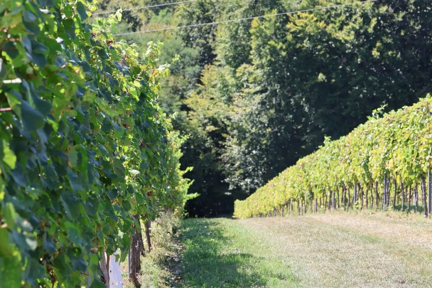 radio gorice za katružu 2024 (24) radio gorice za katružu 2024 (24)