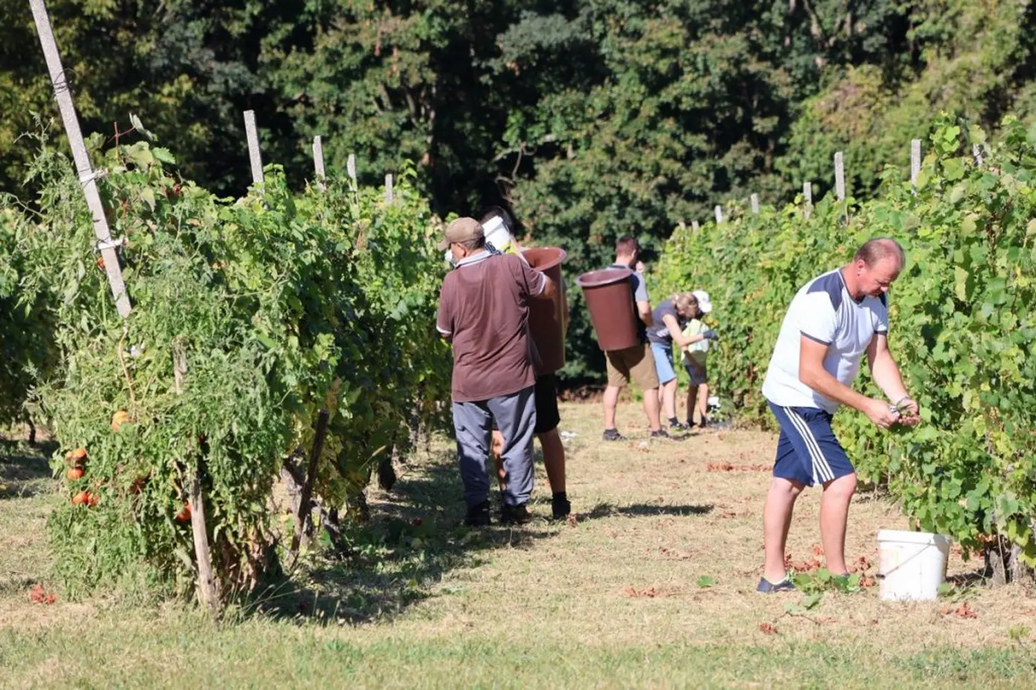 radio gorice za katružu 2024 (3) radio gorice za katružu 2024 (3)