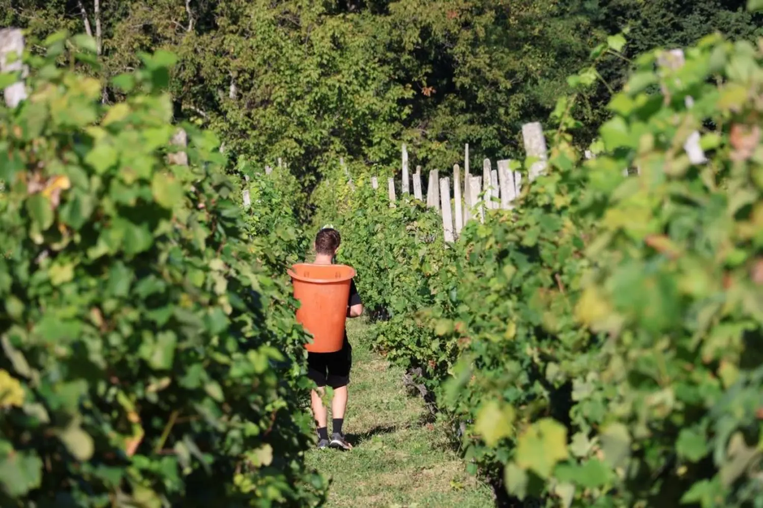 radio gorice za katružu 2024 (54) radio gorice za katružu 2024 (54)