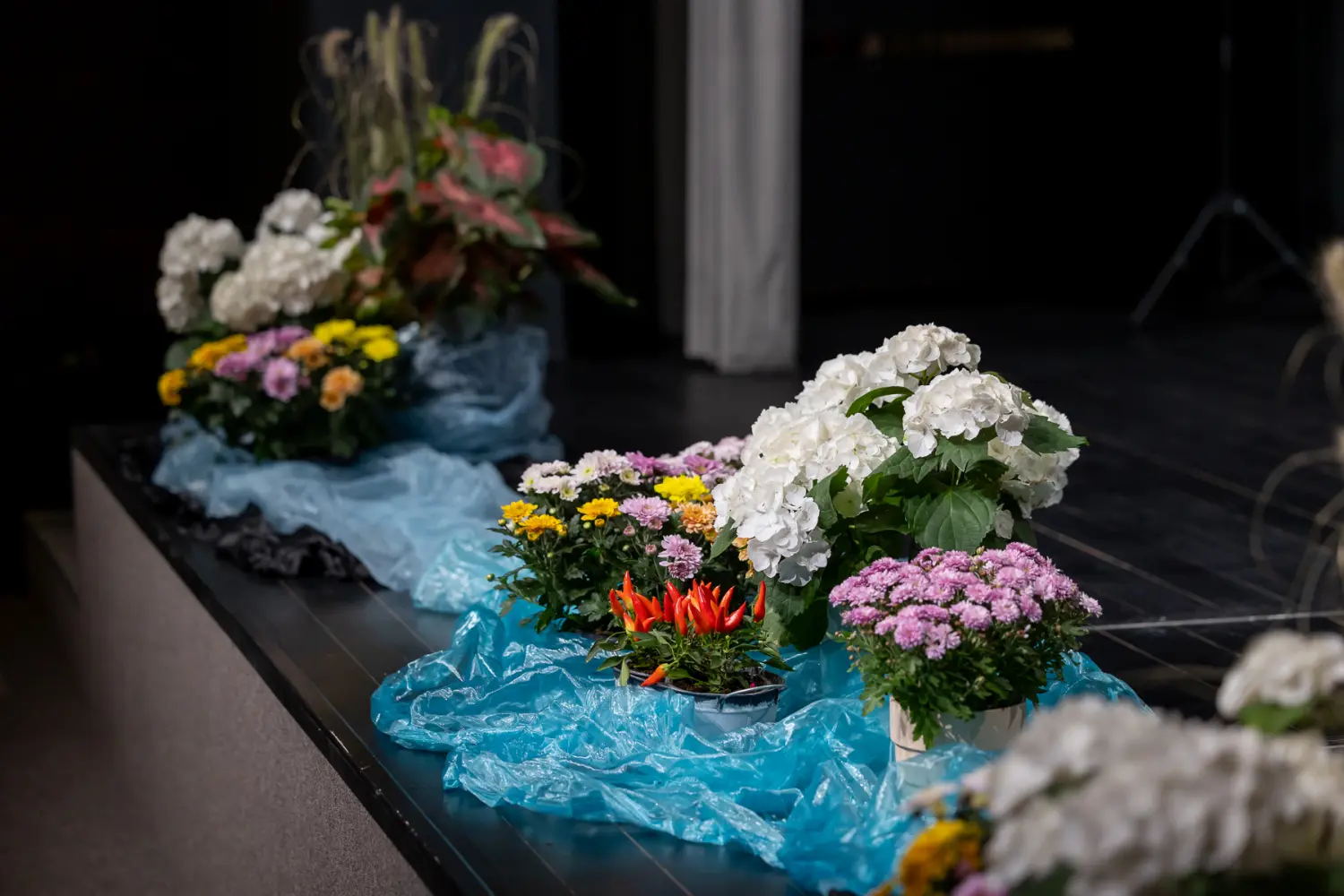 raspjevana večer štrigova (15)