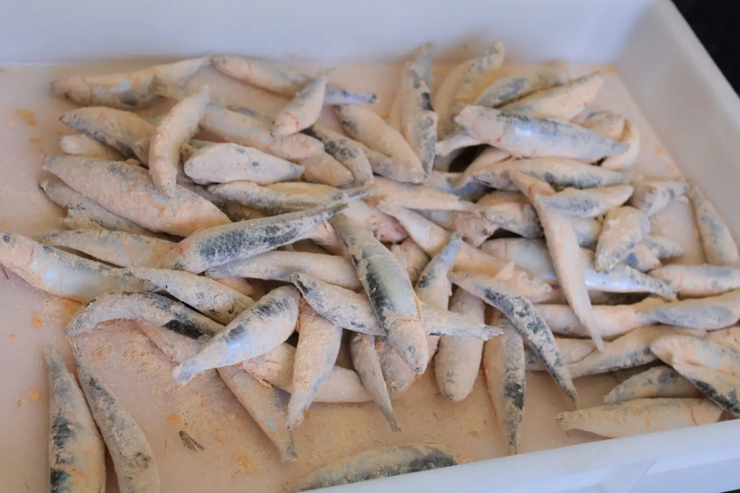 ribice, grad čakovec 2024 (26)