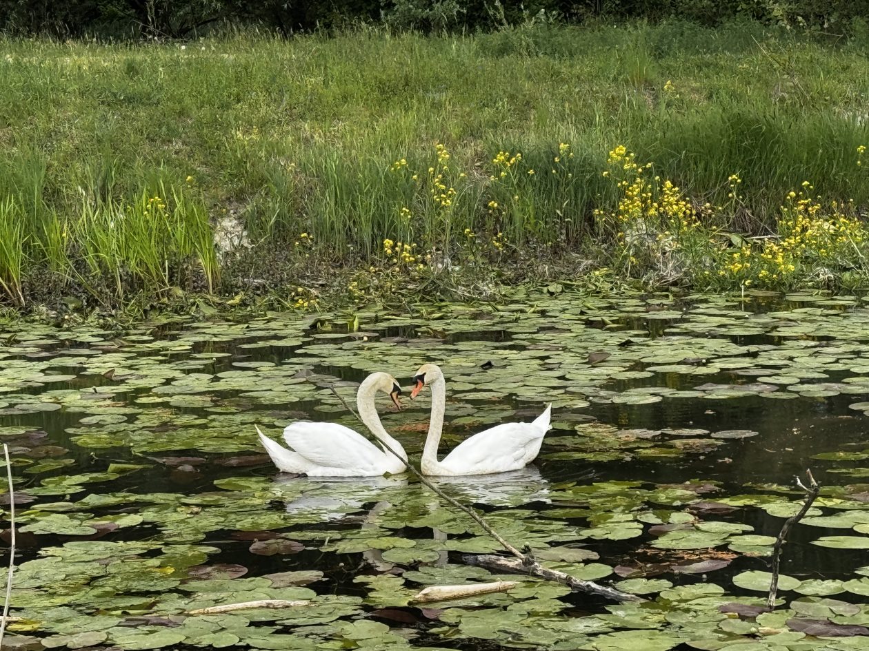 ribiči Podturen Mura (5) ribiči Podturen Mura (5)