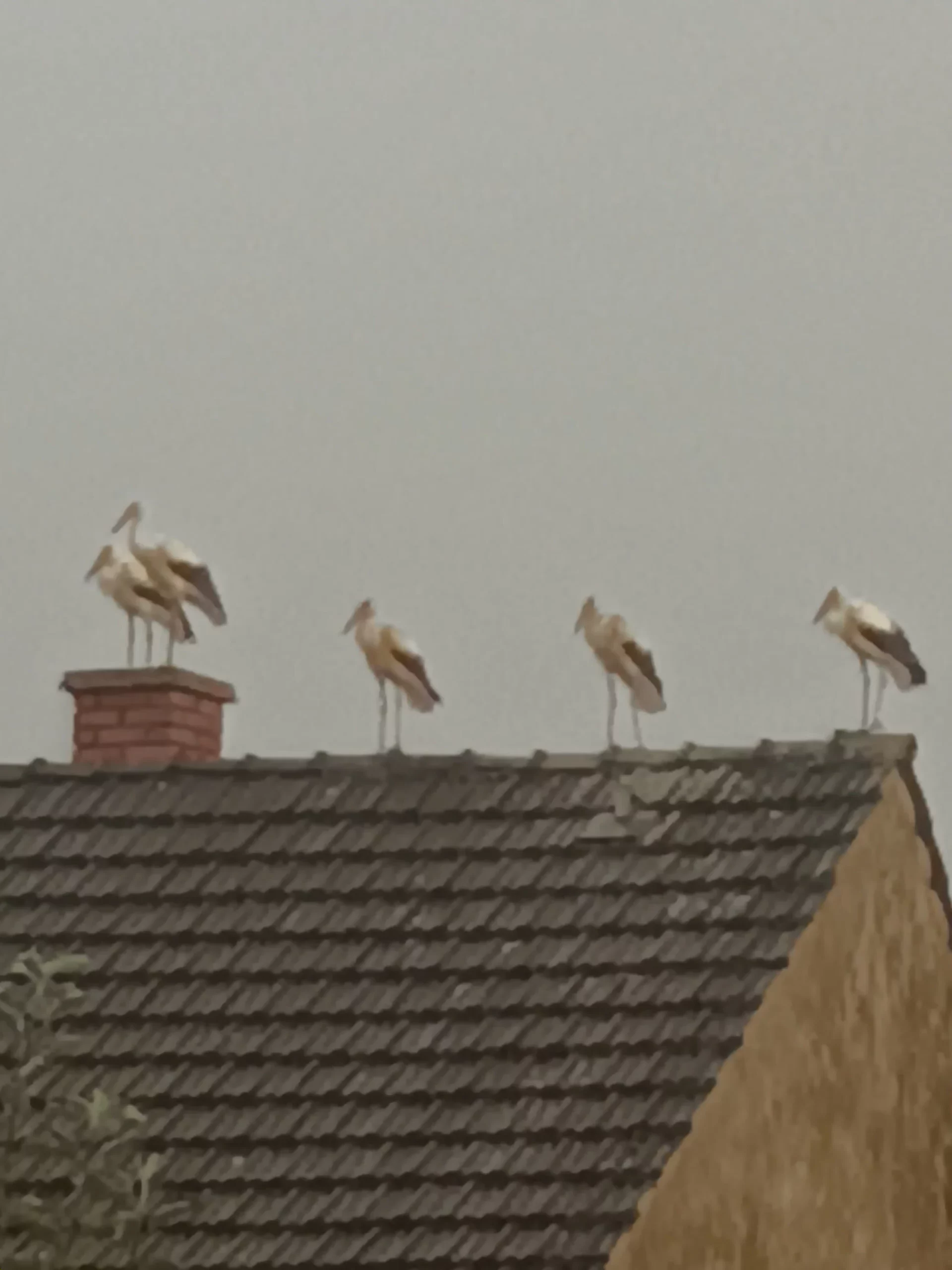 rode u Selnici (10) rode u Selnici (10)