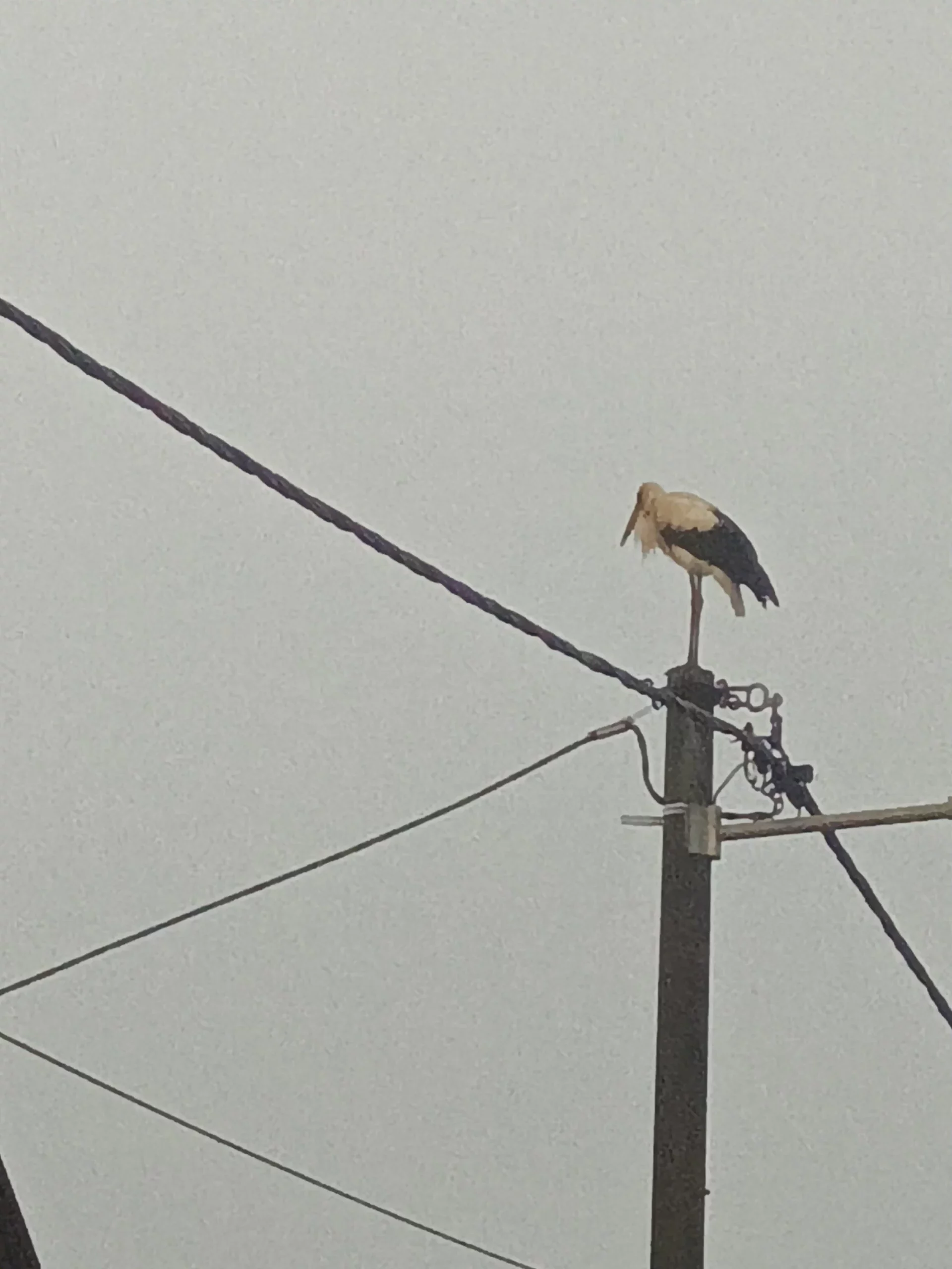 rode u Selnici (11) rode u Selnici (11)