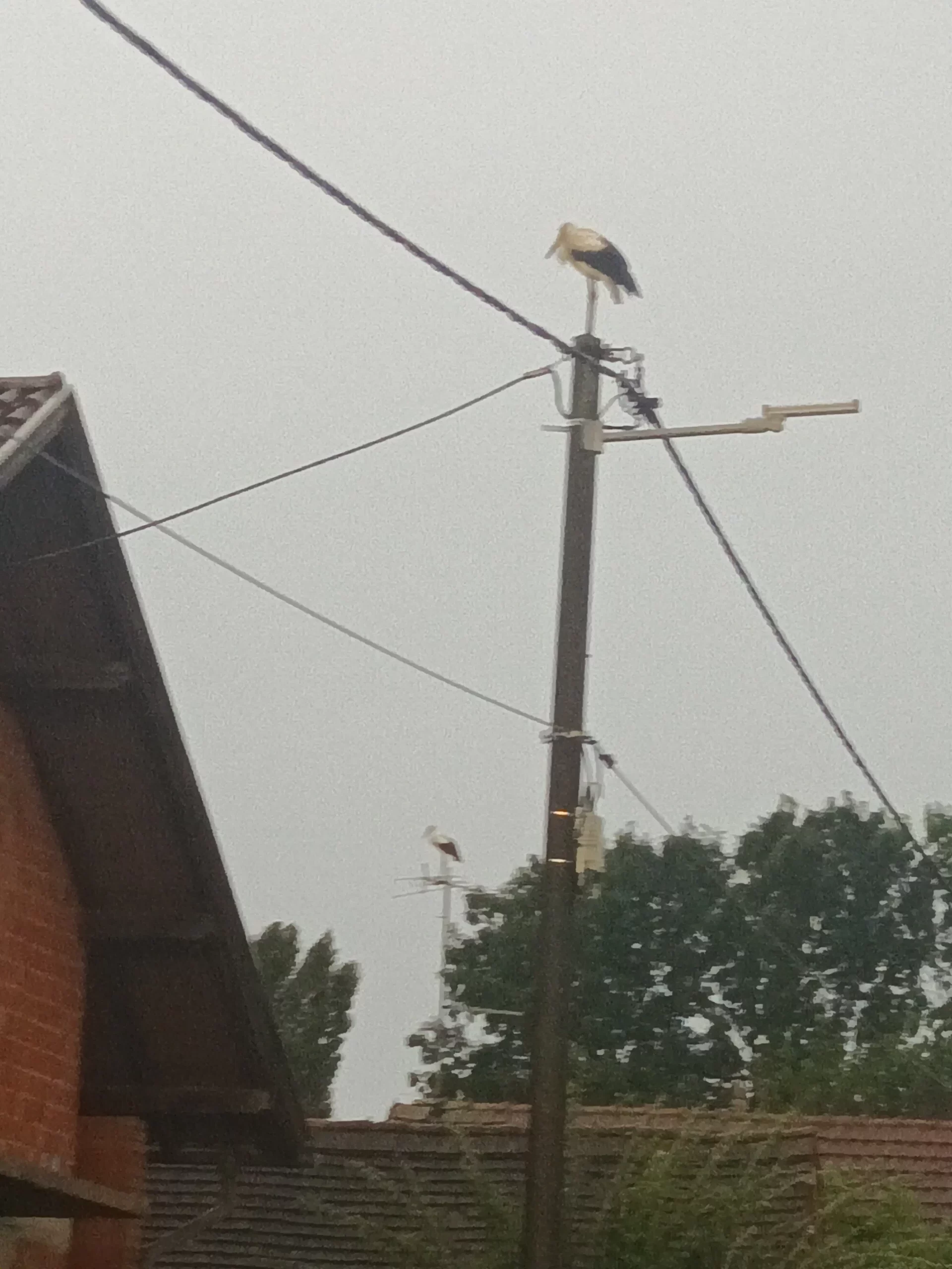 rode u Selnici (12) rode u Selnici (12)